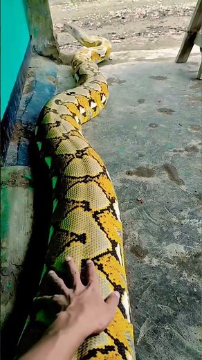 রেটিকুলেটেড পাইথন -২। Facts of reticulated python #pythonsnake
