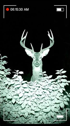 Wildlife Cameras Capture AMAZING Backyard Animals