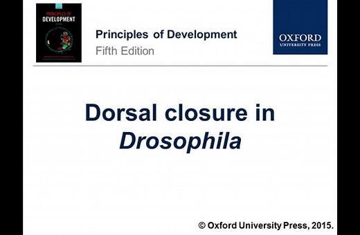 Dorsal closure in Drosophila