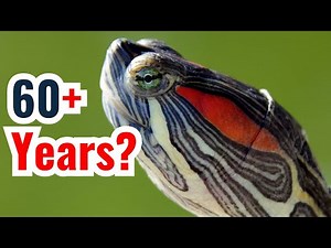 How Long Do Aquatic Pet Turtles Live?