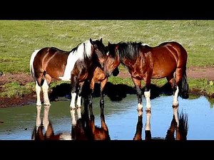 Caii salbatici din Munții Carpați Romania