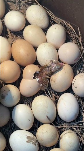 First Adorable chick hatching in Steel box incubator