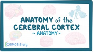 Anatomy of the cerebral cortex: Video, Causes, & Meaning | Osmosis