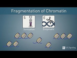 How to Choose: Enzymatic or Sonication Protocol for ChIP
