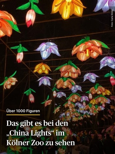 Gerade findet im Kölner Zoo zum sechsten Mal das Lichterfest „China Lights“ statt – und wir haben uns mal angeschaut, was euch da dieses Mal erwartet. ✨ An verschiedenen Stationen findet ihr insgesamt 1400 leuchtende, handgefertigte Figuren von Steinzeittieren, Dinosauriern oder bunten Blumen. Mehr als 4.000 LED-Leuchten und über 15.000 Meter LED-Lichterketten haben Lichtdesigner:innen dafür aufgebaut. 🦕🦣🌺 Ihr könnt euch die Lichter noch bis zum 1. Februar täglich von 17.30 Uhr bis 21 Uhr ans