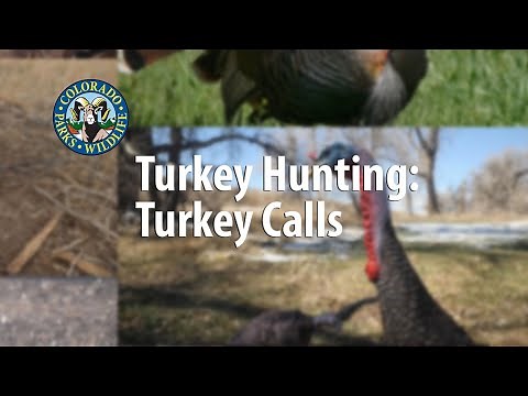 Turkey Hunting Calls
