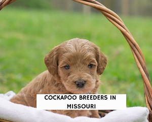 10 Best Cockapoo Breeders in Missouri! - We Love Doodles