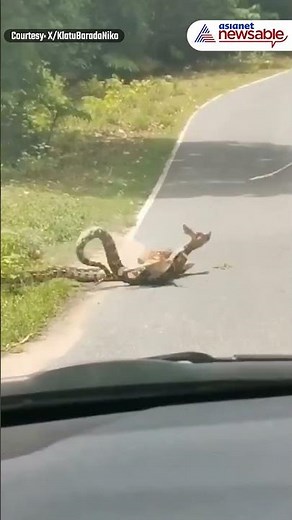 #Viral Man Rescues Deer From Python’s Lethal Grip
