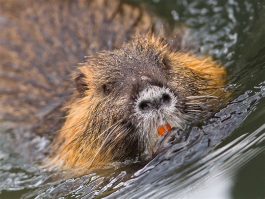 River rat with scary orange teeth added to Ontario's invasive species list