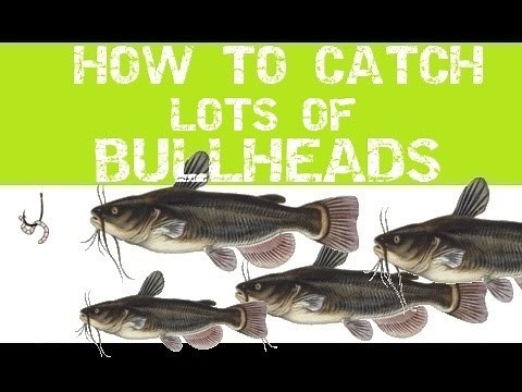 HOW TO CATCH LOTS OF BULLHEADS