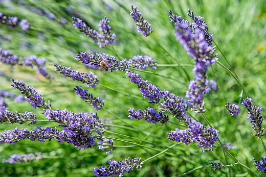 How to Grow Fragrant Lavender