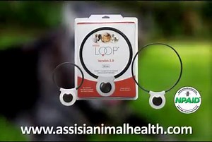 Happy pets are active pets! The Assisi Loop® helped Lilly get back to running and playing with her owner for the first time in months, without the use of pharmaceuticals. Head to our website to learn more about how the Assisi Loop can help your pet or find an Assisi Loop Approved Provider near you. | Assisi Animal Health