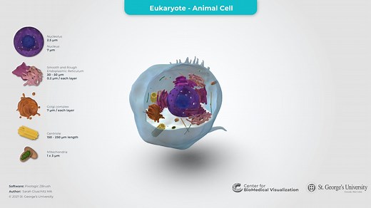 Eukaryotic Cell - 3D model by The Center for BioMedical Visualization at SGU (@SGUMedArt)