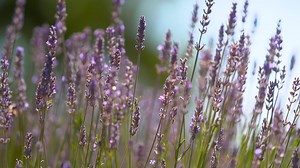 433K views · 3.6K reactions | "It's hard work, but I sleep like a baby." Sophie visits a lavender farm and discovers the diversity of the famously aromatic flowers with calming properties.  ~ To watch the full story, tune into Gardening Australia tonight at 7:30pm! #gardeningaustralia | Gardening Australia | Facebook