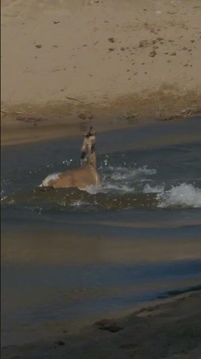 Nile Crocodiles - Crocodile Hunting Deer !