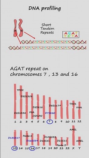 DNA profiling or DNA fingerprinting using Short Tandem Repeats (STR’s) #genetics #biology