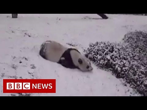 Pandas sliding in the snow - BBC News