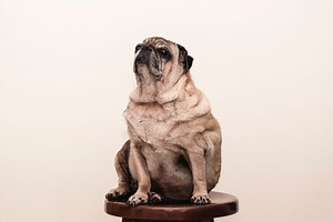 What Does my Dog's Sitting Position Mean? Your Complete Guide | Walkies and Whiskers