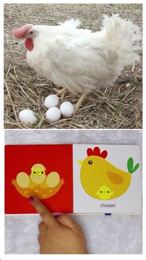 🐮🐔 What Do Farm Animals Give Us? | Fun Learning for Kids 🐑🍎🚜 #shorts