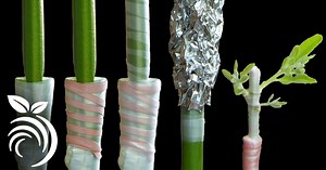 Grafting Citrus Trees - Cleft Grafting a Citrus Cocktail Tree