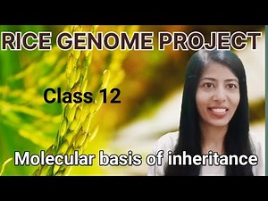 Rice Genome Project Explained | Molecular basis of inheritance