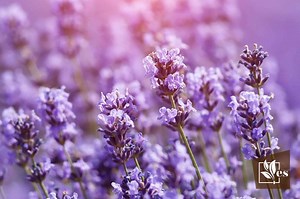 Lavender Yellowing? Here’s What You Should Do Immediately - Evergreen Seeds