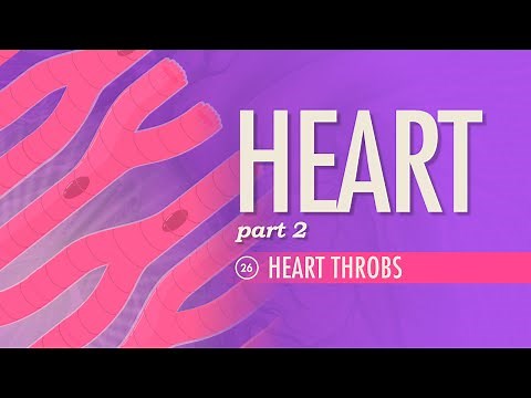 The Heart, Part 2 - Heart Throbs: Crash Course Anatomy & Physiology #26