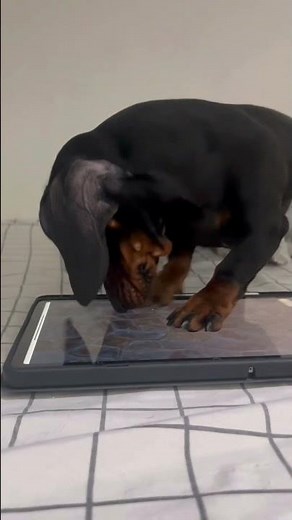 Dachshund Chases Digital Ball || ViralHog