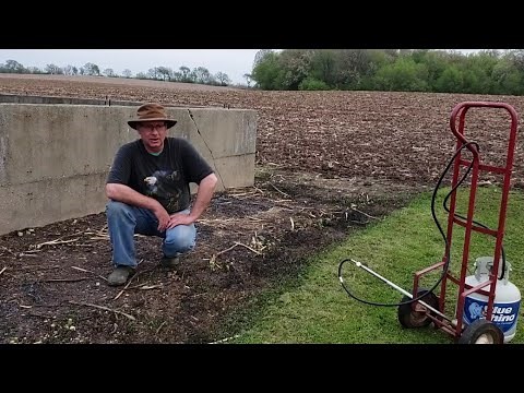SMALL ASPARAGUS BED WEED CONTROL- EASY & SAFE