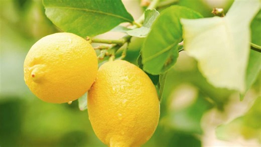Common citrus tree problems & how to deal with them