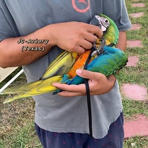 She loves to be carried around everywhere ❤️ •Baby Miligold Macaw• #miligold #macaw | JC Aviary