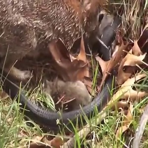 2.5M views · 10K reactions | Roadrunner vs Rattlesnake- Mother Rabbit Save Her Baby From Snake Swallowing, Snake Hunt Iguana Fail | Animals Fight | Facebook