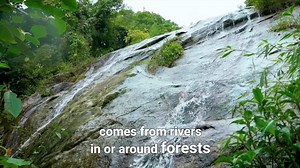 2.1K views · 136 reactions | Properly managed forests have a great promise in helping countries achieve the Sustainable Development Goals (SDGs). #BetterWithForests #BuildBackBetter | UN-REDD Programme (FAO/UNDP/UNEP) | Facebook