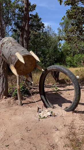 DIY Wild Boar Trapping Tool Using Wood and Tires