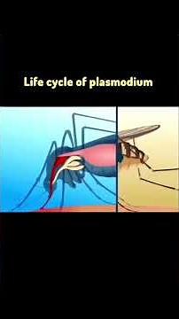 Medical Students Must Watch: Plasmodium vivax Life Cycle Simplified #parasite #trending #malaria