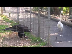 Eagle attacks bird at Featherdale Wildlife Park, Sydney, Australia