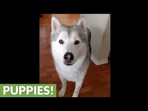 Husky and human engage in full conversation