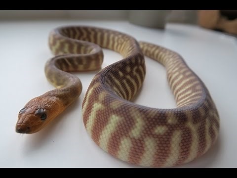 How To Convince Your Parents To Let You Get A Snake!