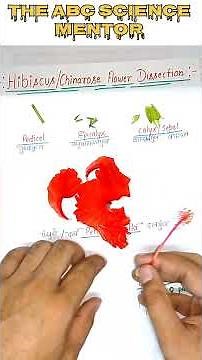 Dissection of Hibiscus Flower 🌺 | Identify All Flower Parts | Class 10 Biology Practical | Anuj Sir|