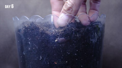 Growing Oak Tree From Acorn Seed Time Lapse (133 Days)