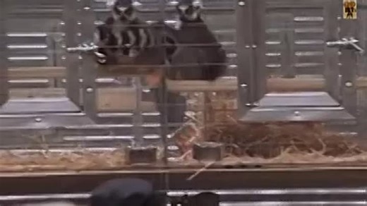 Deep impact (1998) (C)