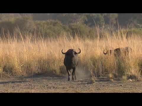 African Buffalo Hunt. Namibia Caprivi Hunting at its Best