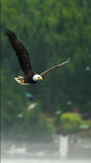 A Eagle Flying