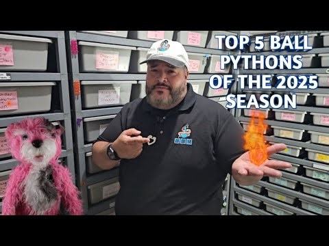 From Hatchling to Heat: My top 5 best Ball Python Projects of 2025