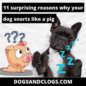 11 Surprising Reasons Why Your Dog Snorts Like A Pig