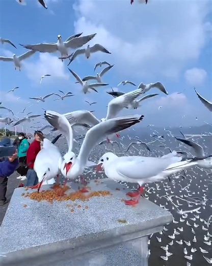 The magical experience of feeding seagulls! | Bloom