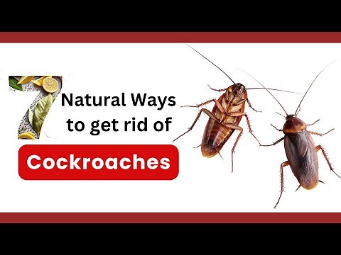 How to Get Rid of Cockroaches Fast! 7 Natural Methods
