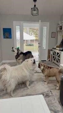 Big Fluffy “Wolves” Howling at Dawn 🐺