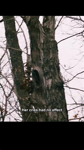 2.8K views | Rust creek (2018) | Moviebox 2 | Facebook