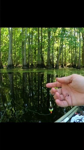 Easy setup for bream fishing with a rod and reel.